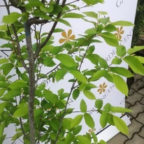 Carpinus betulus Lucas K8 - Oszlopos gyertyán