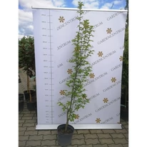 Carpinus betulus Lucas K8 - Oszlopos gyertyán