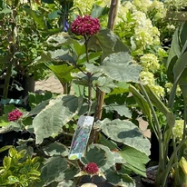 Clerodendrum bungei Pink Diamond - Tarka vöröslő végzetfa