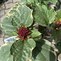 Clerodendrum bungei Pink Diamond - Tarka vöröslő végzetfa