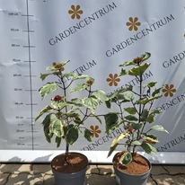 Clerodendrum bungei Pink Diamond - Tarka vöröslő végzetfa