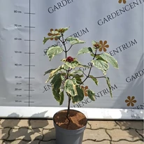 Clerodendrum bungei Pink Diamond - Tarka vöröslő végzetfa