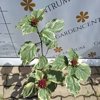 Clerodendrum bungei Pink Diamond - Tarka vöröslő végzetfa
