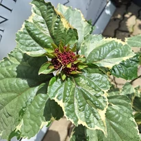 Clerodendrum bungei Pink Diamond - Tarka vöröslő végzetfa