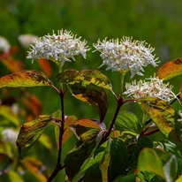 Cornus sanguinea Midwinter Fire veresgyűrűs som virágzása és levelei.