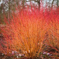 A Cornus sanguinea Midwinter Fire csodálatosan színeződő vesszői lombhullás után.