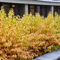 Midwinter Fire som őszi lombszíneződése.