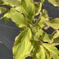 Cornus alba Gouchaultii K2 - Tarka som