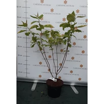 Cornus alba Spaethii K2 - Tarka levelű fehér som