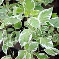 Cornus alba Sibirica Variegata K3 - Fehértarka som
