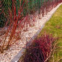Cornus alba Sibirica Variegata K3 - Fehértarka som