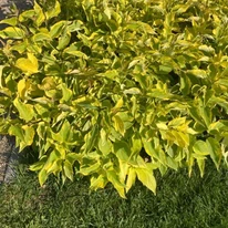 Cornus alba Gouchaultii K2 - Tarka som