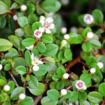 Cotoneaster dammeri K2 - Szőnyegmadárbirs