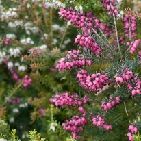 Erica mix CS13 - Alpesi hanga