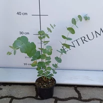 Eucalyptus tő cserépben a telephelyünkön.