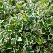 Euonymus fortunei Emerald'n Gaiety - Fehértarka kecskerágó
