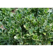 Euonymus fortunei Emerald'n Gaiety - Fehértarka kecskerágó