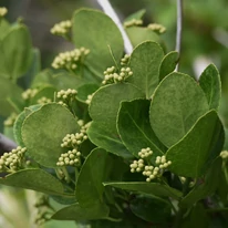 Közeli kép az Euonymus japonicus kecskerágó fehér virágairól és leveleiről.