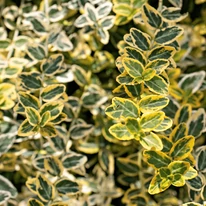 Euonymus fortunei Emerald'n Gold - Terülő kecskerágó