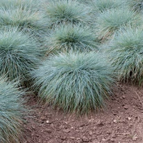 Festuca glauca csoportosan ültetve.