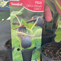 Ficus carica Brown Turkey növényünk címkéje.