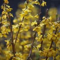 Forsythia x intermedia Goldrausch aranysárga virágai tavasszal. 