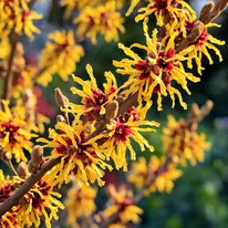 A varázsmogyoró sárga virágai.