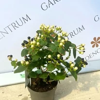 Hypericum Miracle - Orbáncfű