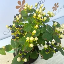 Hypericum Miracle - Orbáncfű