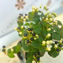 Hypericum Miracle - Orbáncfű