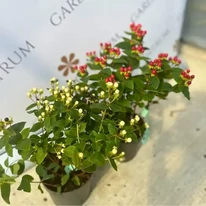 Hypericum Miracle - Orbáncfű