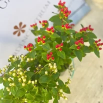 Hypericum Miracle - Orbáncfű