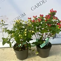 Hypericum Miracle - Orbáncfű