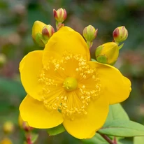 Hypericum Miracle - Orbáncfű
