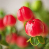 Hypericum Miracle - Orbáncfű