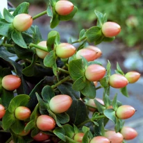 Hypericum Miracle - Orbáncfű
