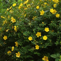 Virágzó Hypericum hidcote bokor.