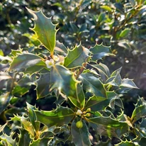 Fényes, sötétzöld és erős leveleket nevel az Ilex meserveae Blue Angel.