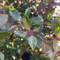 Ilex meserveae Blue Prince hajtása és leveleinek formája közelről.