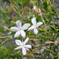 Az illatos Jasminum virágai közelről.