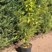 A Kerria japonica Golden Guinea kertészeti konténerben.