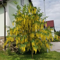 Termetes méretű Laburnum anagyroides cserje egy ház előterében.