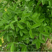 Laburnum anagyroides hármasan összetett leveleinek kinézete.