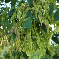 Laburnum anagyroides termései.