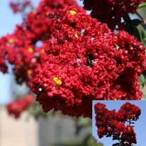 A Lagerstroemia piros virágzata elképesztően rikító.