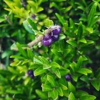 Lonicera pileata Moss Green - Talajtakaró törpelonc