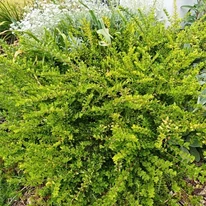 Lonicera pileata CS9 - Törpe lonc