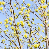 Daphne liliomfa ágrendszere, sárga virágzatai.