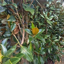 Magnolia grandiflora Gallisoniensis K3 - Fehér virágú örökzöld magnólia
