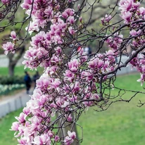 Magnolia soulangeana FL - Nagyvirágú liliomfa